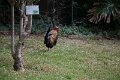 IMG_8199