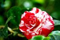 IMG_8306