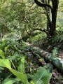 IMG_3718